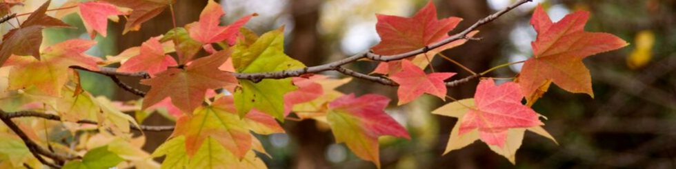 Friends of Greenlawn Cemetery
